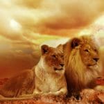 lion-couple